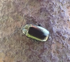 Phratora vitellinae