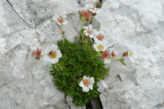 Potentilla clusiana