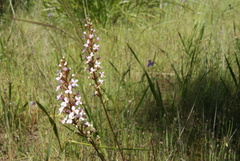 Stylidium armeria