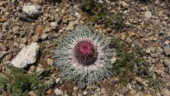 Jurinea moschus pinnatisecta