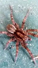 Arctosa personata