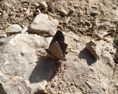 Pseudophilotes panoptes