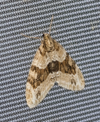 Trichopteryx polycommata