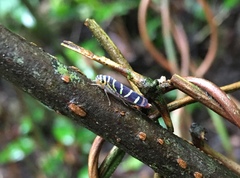 Dilobopterus quinquesignatus