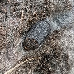 Thanatophilus rugosus