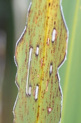 Ichneutica steropastis