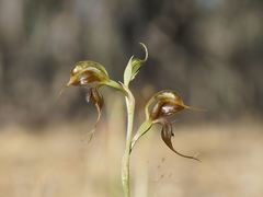Pterostylis cheraphila