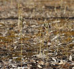 Pterostylis cheraphila