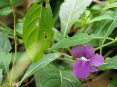 Barleria prattensis
