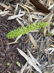Asparagus densiflorus