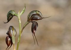 Pterostylis cheraphila