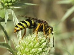Bembix sinuata