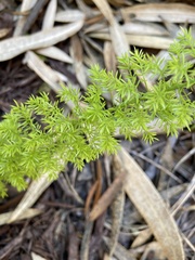 Asparagus densiflorus