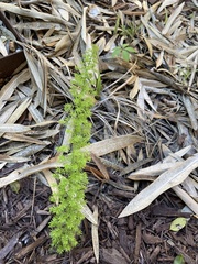 Asparagus densiflorus