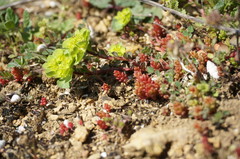 Sedum cespitosum