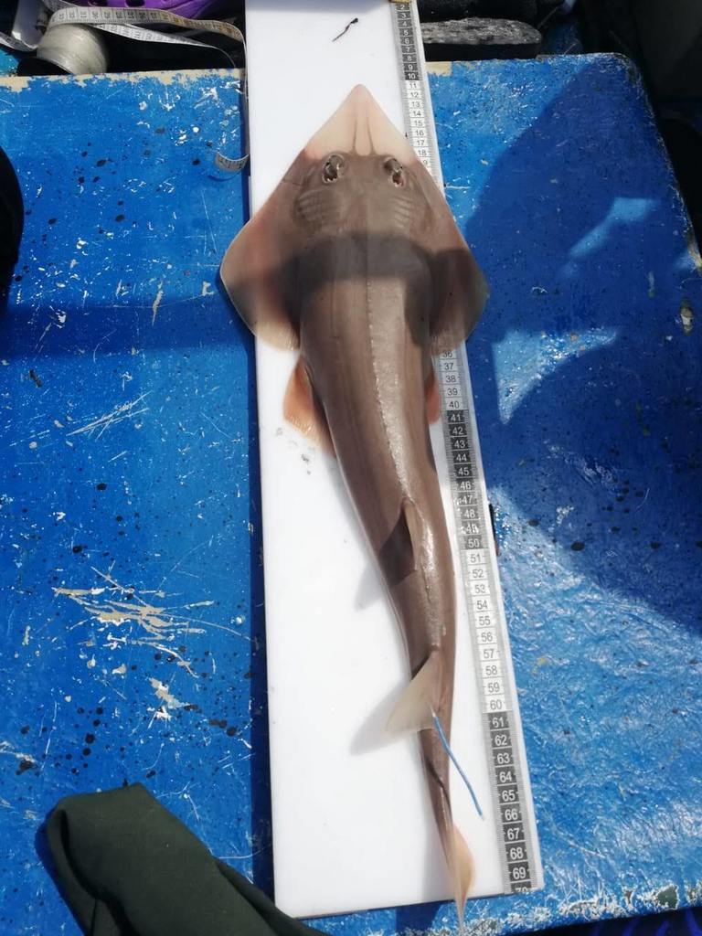 Whitesnout Guitarfish