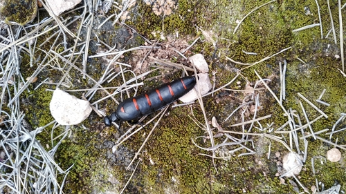 Berberomeloe payoyo