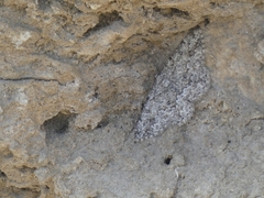 Gnophini