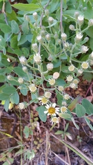 Eurybia radulina