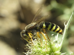 Bembix sinuata