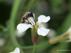 Andrena rufomaculata