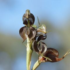 Pterostylis cheraphila