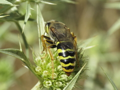 Bembix sinuata