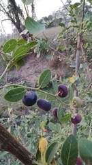 Phyllanthus reticulatus reticulatus