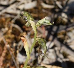 Pterostylis cheraphila