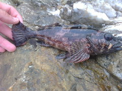 Chironemus marmoratus