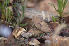 Ocnerodes fallaciosus