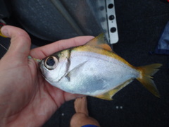 Schuettea scalaripinnis