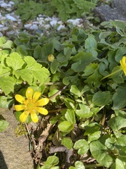 Ficaria verna