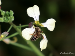 Andrena rufomaculata
