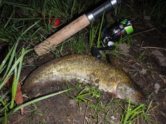 Eel-Tailed Catfish photo 4