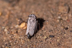 Lystridea