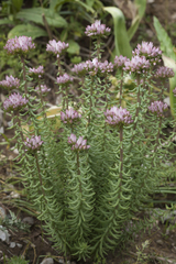 Pseudosedum lievenii