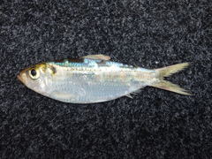 Herklotsichthys castelnaui