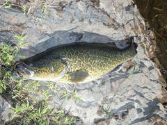 Murray Cod photo 3