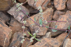 Corrigiola telephiifolia