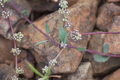 Corrigiola telephiifolia