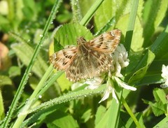 Carcharodus tripolina