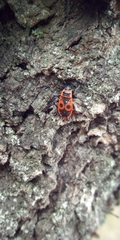 Pyrrhocoris apterus