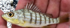 Conodon nobilis