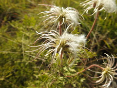 Clematis villosa stanleyi