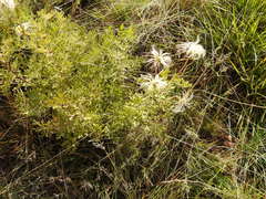 Clematis villosa stanleyi