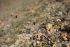 Alopecurus vaginatus