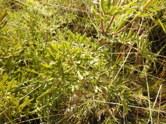 Clematis villosa stanleyi