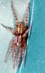 Arctosa personata