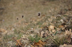 Alopecurus vaginatus